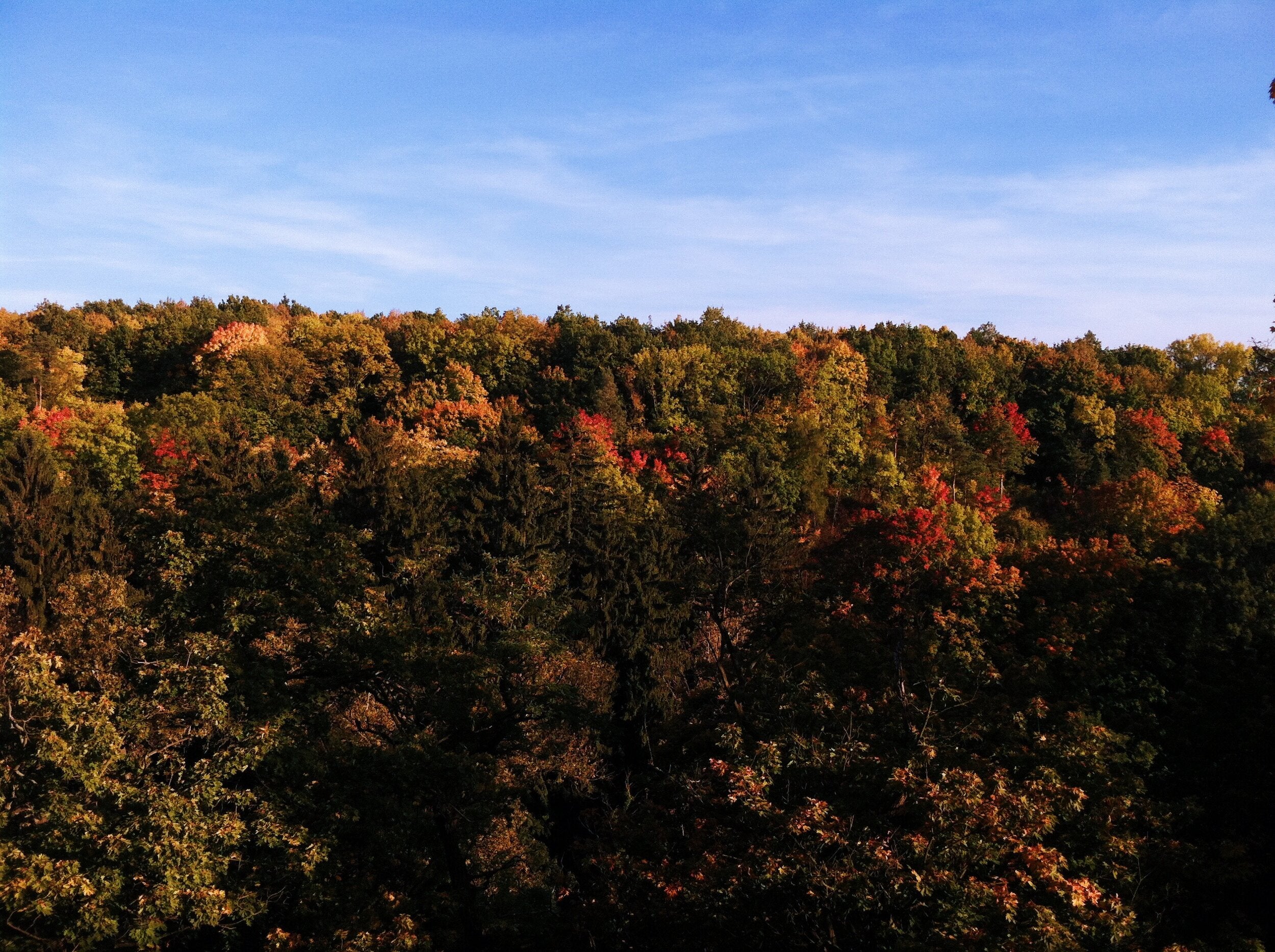 How to Not Get Sick Alexis Smart Flower Remedies