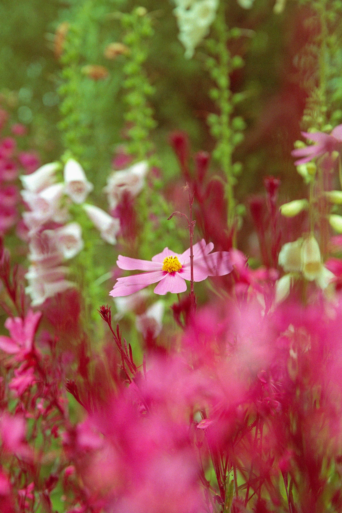 About Flower Remedies Alexis Smart Flower Remedies