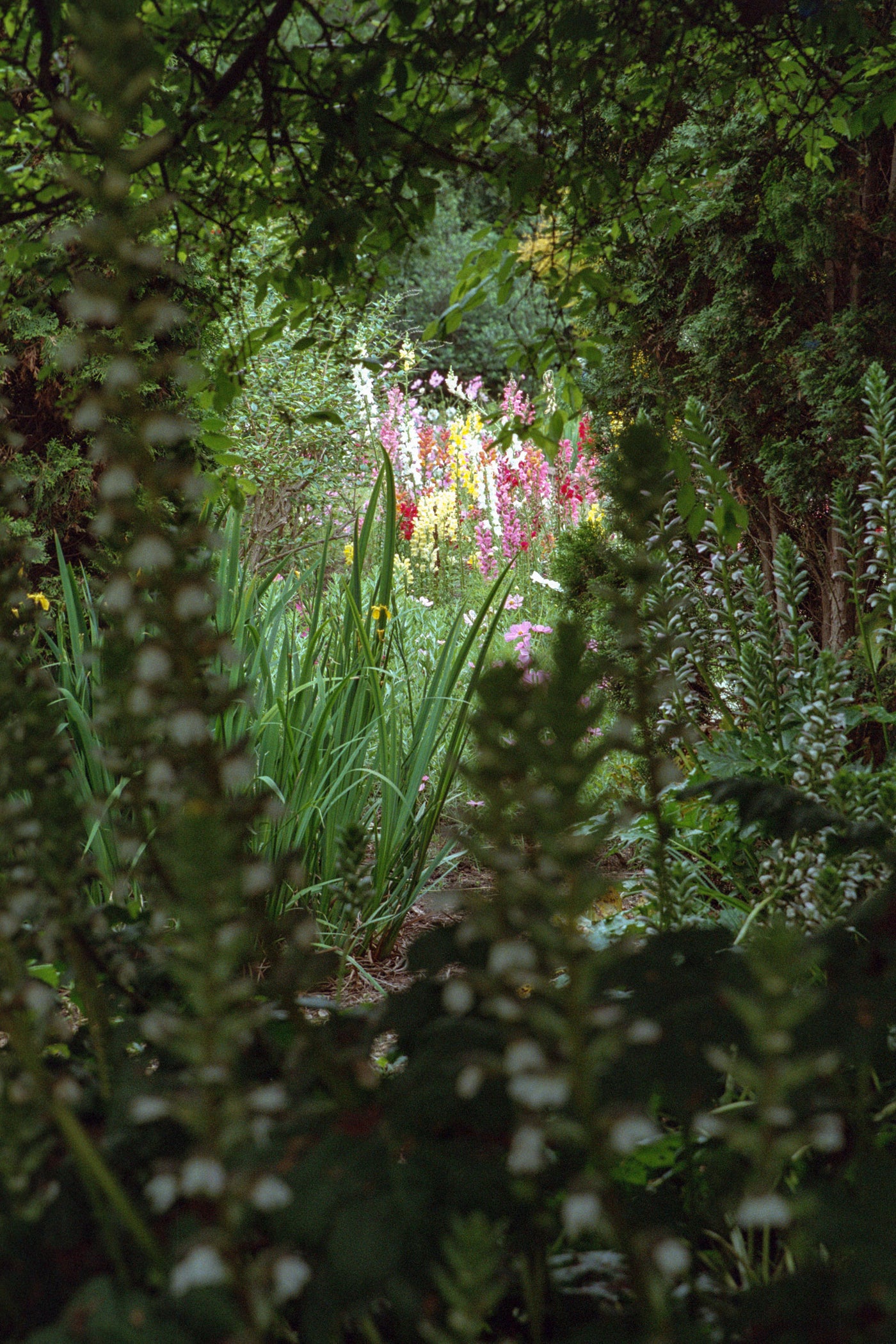 About Flower Remedies Alexis Smart Flower Remedies